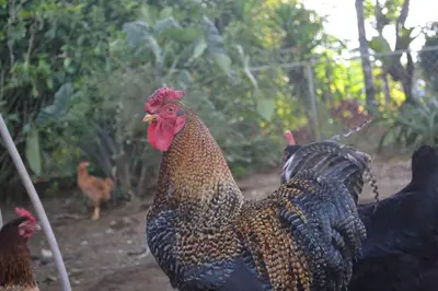 a group of chickens standing in a field at Eco Granja Don Lolo in Quesada