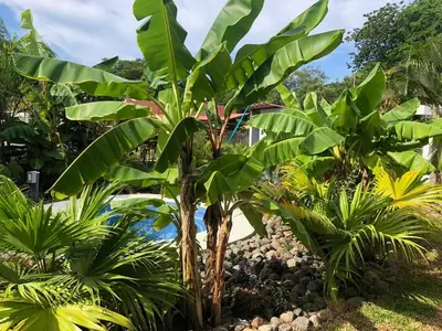 a banana tree in a garden with other plants at Good Life Lodge in Sámara