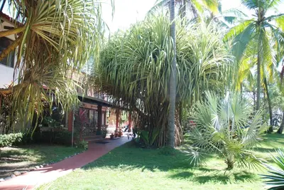 a garden with palm trees and a walk way at Beso del Viento (Adults Only) in Parrita