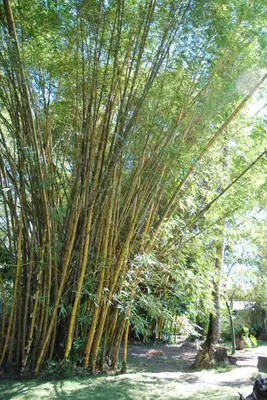 a large bamboo tree in a park at Beso del Viento (Adults Only) in Parrita