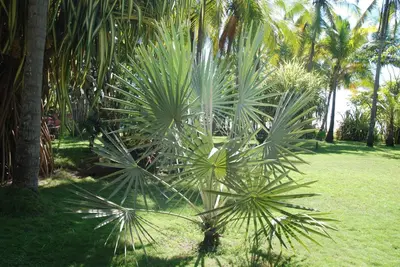 a palm tree in a park with palm trees at Beso del Viento (Adults Only) in Parrita