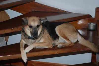 a dog is sitting on a wooden bench at Beso del Viento (Adults Only) in Parrita