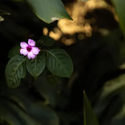 a pink flower on a plant with green leaves at Gamaí Monteverde Tiny House in Monteverde Costa Rica