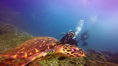 a person in the water next to a turtle at Horizon Lodge Potrero in Potrero