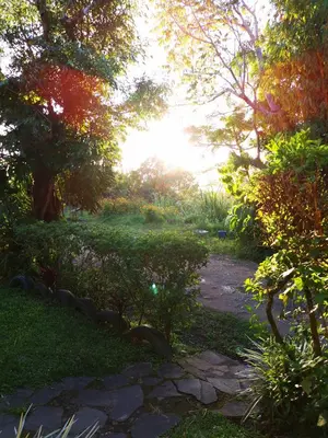 a path in a park with the sun shining through trees at Casa Copalchi in Monteverde Costa Rica