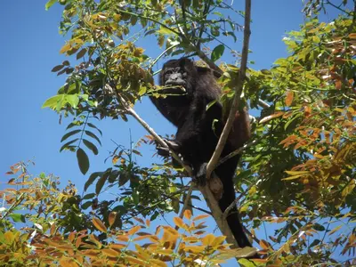 a monkey is sitting in a tree at Hotel Arco Iris in Tamarindo