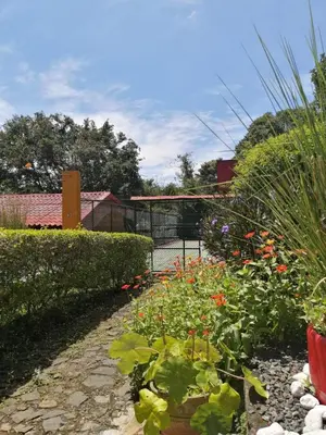 a garden with flowers and plants in a yard at The House of Hummingbird, Costa Rica in Atenas