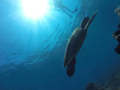 a turtle swimming in the ocean with a diver at Aguila de Osa Rainforest Lodge in Drake