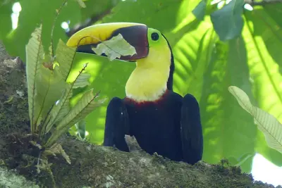 a colorful bird sitting on a tree branch at Hotel Villa Romantica in Manuel Antonio