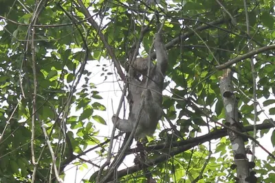 a koala is sitting on a tree branch at Hotel Villa Romantica in Manuel Antonio