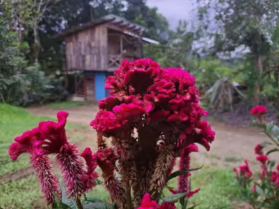 a bunch of pink flowers in front of a house at Hospedaje Luis & Ana in Pejibaye