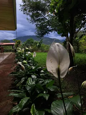 a white flower is growing in a garden at Hospedaje Luis & Ana in Pejibaye