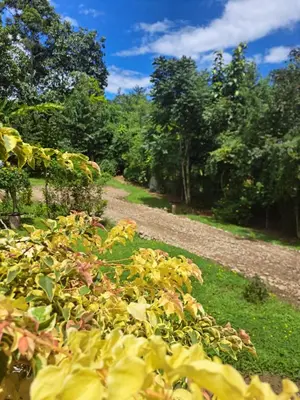 a garden with yellow flowers on a dirt road at Hospedaje Luis & Ana in Pejibaye