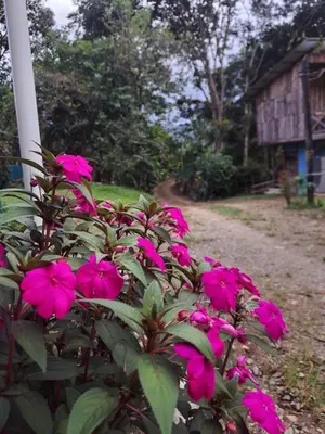 a bush of pink flowers in front of a house at Hospedaje Luis & Ana in Pejibaye