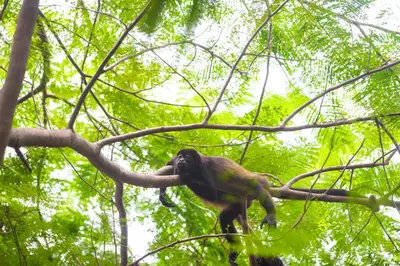 a monkey is sitting on a tree branch at Hotel Bosque del Mar Playa Hermosa in Playa Hermosa