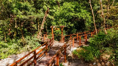a wooden bridge in the middle of a forest at Borinquen Thermal Resort in Liberia