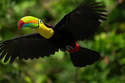 a toucan flying in the air with its wings out at Borinquen Thermal Resort in Liberia