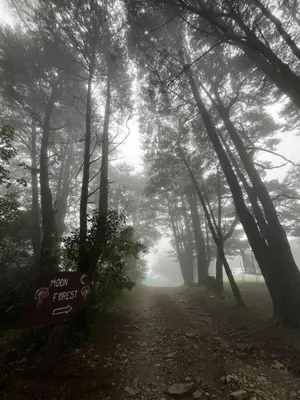 a misty trail in a forest with trees at Moon Forest Apartments in Monteverde Costa Rica