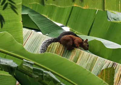 a monkey sitting on top of a banana leaf at Casas Santa Teresa in Santa Teresa Beach