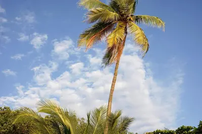 a palm tree in front of a cloudy sky at Casas Santa Teresa in Santa Teresa Beach