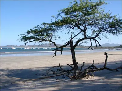 a tree on a sandy beach near the ocean at Jet Luxury at Langosta Beach Resort & Villas in Tamarindo