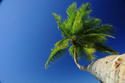 a palm tree in front of a blue sky at Hotel Punta Leona in Jacó