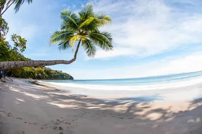 a palm tree on a beach with the ocean at Hotel Punta Leona in Jacó