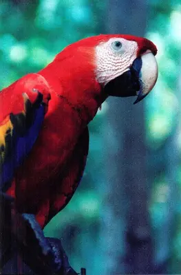 a red parrot is sitting on a branch at Hotel Punta Leona in Jacó