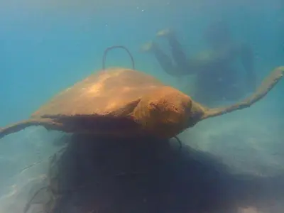 a sea turtle swimming in the water at Hotel Punta Leona in Jacó