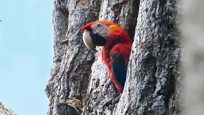 a red and blue bird perched on the side of a tree at Hotel Punta Leona in Jacó