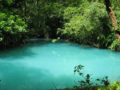 a blue pond in the middle of a forest at Celeste Mountain Lodge in Bijagua