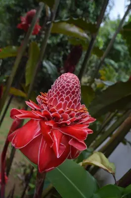 a red flower on a plant in a garden at Epic Adventure Lodge in San Miguel