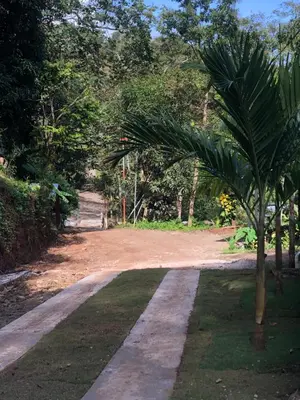a palm tree in the middle of a dirt road at Casa Encantada offers you Two-Bedroom House, 1 Tiny Apartment & 3 Double Rooms in Manuel Antonio