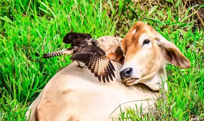 a dog laying in the grass with a bird on its face at Magic Mountain Views Villa in Atenas