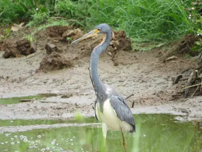 a bird is standing in the water at Poponjoche Lodge Caño Negro in Caño Negro