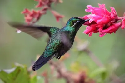 a hummingbird is feeding from a pink flower at Poas Volcano Lodge in Vara Blanca