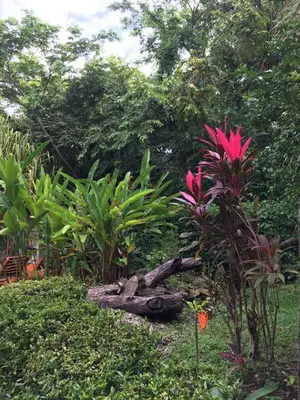 a garden with trees and plants and a pink flower at Hotel Entre Dos Aguas in Sámara
