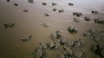 a group of turtles sitting in the sand at Cocobolo Beach Boutique Hotel in San Juanillo