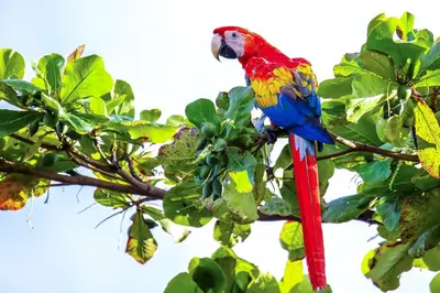 a red and blue parrot sitting on a tree branch at La Paloma Blanca B3 in Jacó
