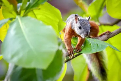 a squirrel is sitting on a tree branch at La Paloma Blanca B3 in Jacó