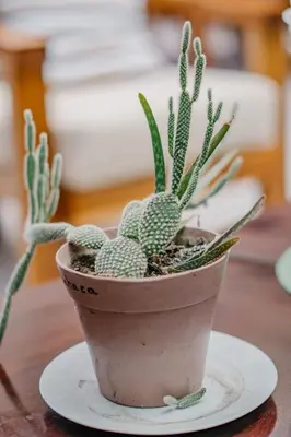 a plant in a pot on a table at Hotel Ocotal Bed & Breakfast in Ocotal