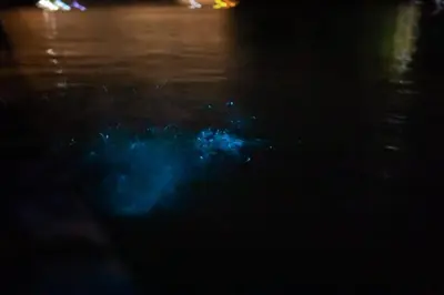a blue object in the water at night at El Gecko Hotel & Tours in Paquera