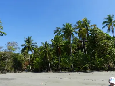 a group of palm trees on a beach at Dos Casitas in Ojochal
