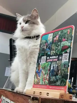 a cat sitting on a table next to a book at Mi Casa Tica in Monteverde Costa Rica