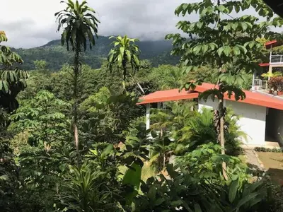 a house in the middle of a jungle with trees at Villas Lambeau Ocean View 1 in Uvita