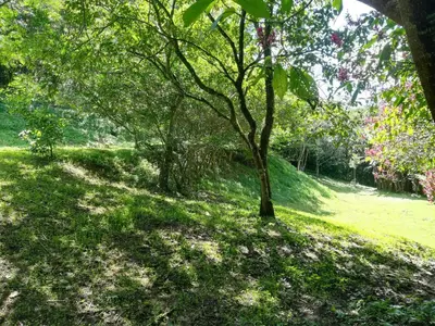 a tree in the middle of a grass field at Hotel Pibi Boreal in Alajuela City