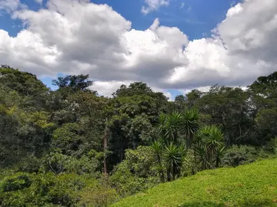 a forest of trees and palm trees on a hill at Hotel Pibi Boreal in Alajuela City