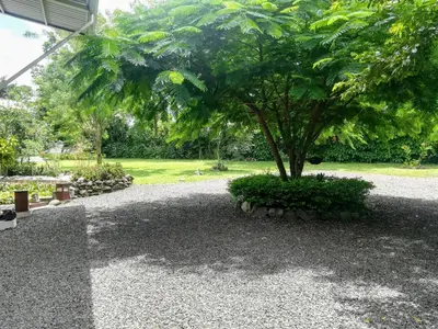 a tree sitting in the middle of a gravel driveway at Hotel Pibi Boreal in Alajuela City