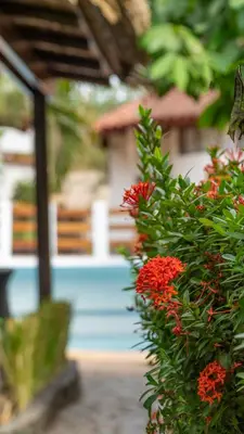 a bush with red flowers in front of a house at Hotel Luna Llena in Tamarindo