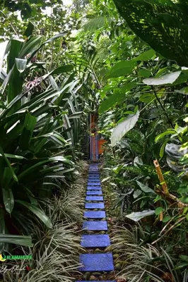 a pathway with blue stones in the middle of a forest at Salamandra Costa Rica in Jiménez